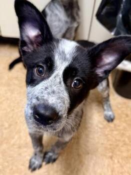 Cattle Dog and Mixed Breed Dogs Available for Adoption in San Antonio, Texas - Wallace | PetCurious