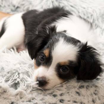 Chihuahua and Dachshund Dogs Available for Adoption - Cookie Dough - Sweet Treats Litter | PetCurious