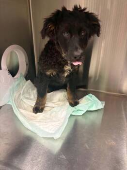 Lance -  German Shepherd Dog Dog for Adoption in Georgetown, Ohio - Lance | PetCurious
