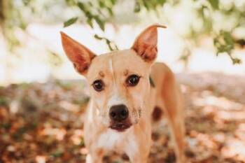 Terrier and Mixed Breed Dogs Available for Adoption in North Charleston, South Carolina - 91294A Stella | PetCurious