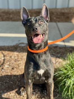 Shepherd and Mixed Breed Dogs Available for Adoption in Benton Harbor, Michigan - Adele | PetCurious