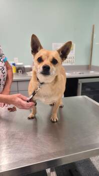 Chihuahua Dogs Available for Adoption in Athens, Tennessee - Teddy Bear | PetCurious