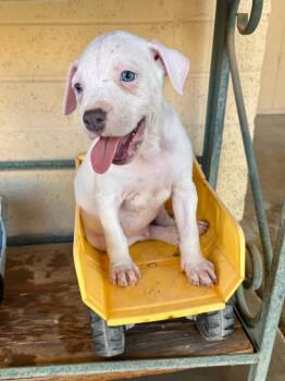 Rescue Pit Bull Terrier and Bull Terrier Dogs for Adoption in Phoenix, Arizona - Snotlot | PetCurious