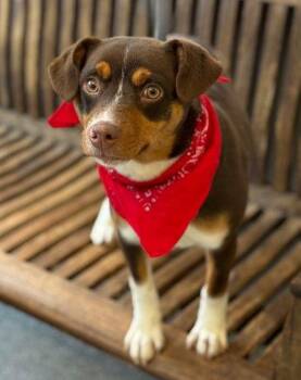 Beagle and Australian Shepherd Dogs Available for Adoption - Brimsley | PetCurious