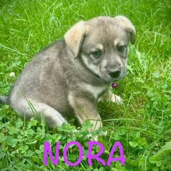 Nora (#346) -  Norwegian Elkhound Dog for Adoption in Twin Lakes, Wisconsin - Nora (#346) | PetCurious
