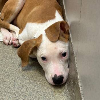 Ketchup -  Pit Bull Terrier and Hound Dog for Adoption in Nashville, Tennessee - Ketchup | PetCurious