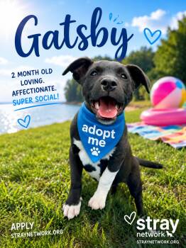 Labrador Retriever and German Shepherd Dog Dogs Available for Adoption in Hatfield, Pennsylvania - Gatsby | PetCurious