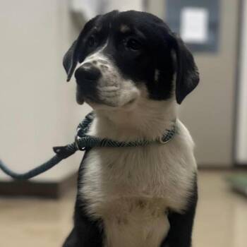 Scotty -  Great Dane and Mixed Breed Dog for Adoption in Nashville, Tennessee - Scotty | PetCurious