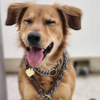 Paisley -  Mixed Breed Dog for Adoption in Auburn, Alabama - Paisley | PetCurious
