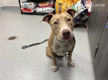 A388808 -  Pit Bull Terrier and Mixed Breed Dog for Adoption in Ocala, Florida - A388808 | PetCurious