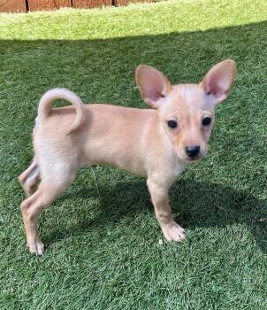 Mixed Breed Dogs Available for Adoption in El Cajon, California - Queen Maryanne | PetCurious