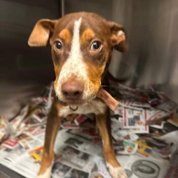 Dougbee -  Hound and Labrador Retriever Dog for Adoption in Birmingham, Alabama - Dougbee | PetCurious