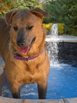 Apple -  Labrador Retriever and American Staffordshire Terrier Dog for Adoption in Kingman, Arizona - Apple | PetCurious