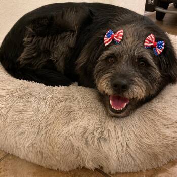 Schnauzer and Terrier Dogs Available for Adoption in Boerne, Texas - Pepper | PetCurious
