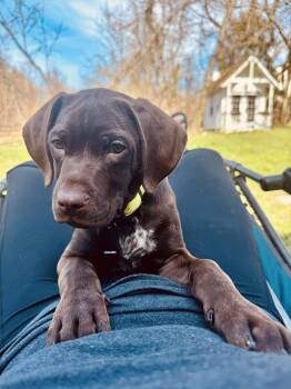 Chocolate Labrador Retriever Dogs Available for Adoption - Henrietta | PetCurious