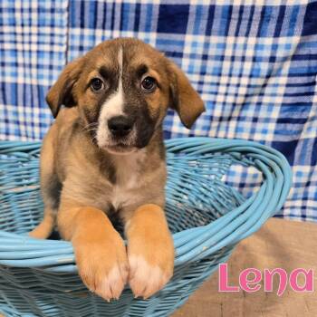 Mixed Breed Dogs Available for Adoption in Joliet, Illinois - Lena | PetCurious