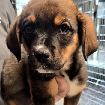 Doberman Pinscher Dogs Available for Adoption in Clearwater, Florida - Buttercup | PetCurious