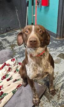 German Shorthaired Pointer Dogs Available for Adoption - Terry #50 | PetCurious