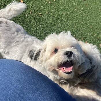 Sunshine -  Shih Tzu and Mixed Breed Dog for Adoption in La Grange, Kentucky - Sunshine | PetCurious