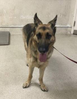 NANI -  German Shepherd Dog Dog for Adoption in Riverside, California - NANI | PetCurious