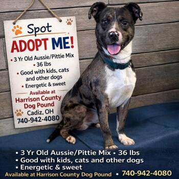 SPOT -  Australian Shepherd and Pit Bull Terrier Dog Available for Adoption in Cadiz, Ohio - SPOT | PetCurious