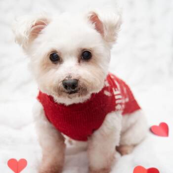 Toto -  Poodle and Maltese Dog for Adoption in Santa Monica, California - Toto | PetCurious