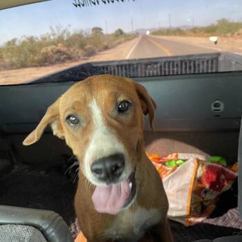 Rosie -  Cattle Dog Dog Available for Adoption in Tonopah, Arizona - Rosie | PetCurious