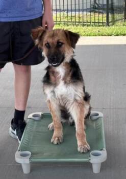 River -  German Shepherd Dog Dog Available for Adoption in Winchester, Kentucky - River | PetCurious