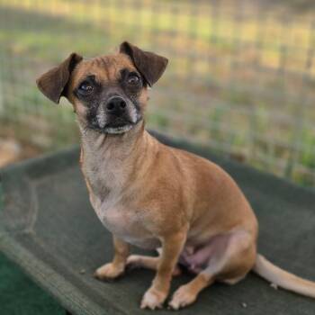 Moira -  Chihuahua Dog for Adoption in Justin, Texas - Moira | PetCurious