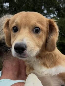 Frisco -  Beagle and Spaniel Dog for Adoption in Washington, District Of Columbia - Frisco | PetCurious