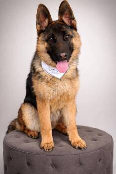German Shepherd Dog Dogs Available for Adoption in Delray Beach, Florida - Raine | PetCurious