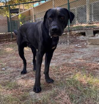 Emperor -  Labrador Retriever Dog for Adoption in Little Rock, Arkansas - Emperor | PetCurious