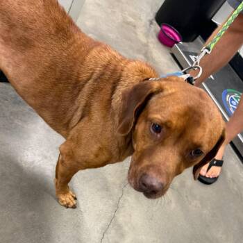 Rusty -  Labrador Retriever and Mixed Breed Dog for Adoption in Tampa, Florida - Rusty | PetCurious