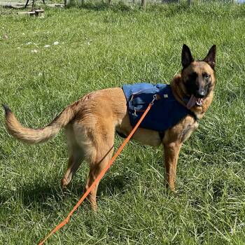 Belgian Shepherd Malinois Dogs Available for Adoption in Oakville, Washington - Hal  | PetCurious