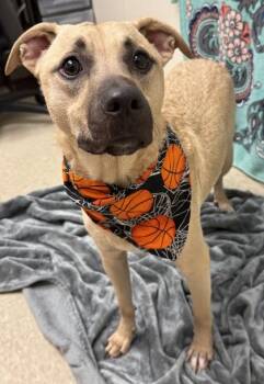 Rocky -  Mixed Breed Dog for Adoption in Hamilton, Ohio - Rocky | PetCurious