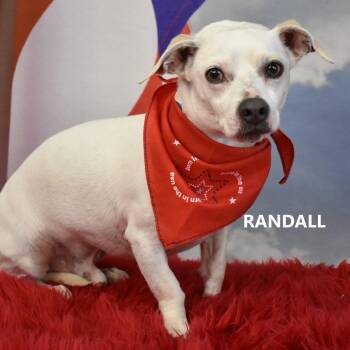 Randall -  Chihuahua and Dachshund Dog for Adoption in Yuma, Arizona - Randall | PetCurious