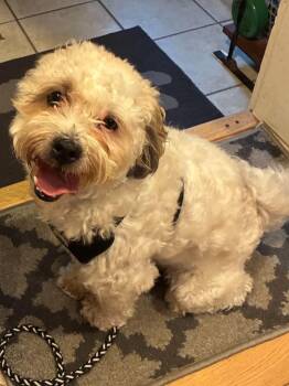 Pebbles -  Shih Tzu and Poodle Dog for Adoption in Center Square, Pennsylvania - Pebbles | PetCurious