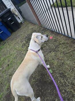 Great Pyrenees and Labrador Retriever Dogs Available for Adoption - Harley Vanilla Cream!! | PetCurious