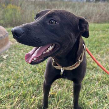Mixed Breed Dogs Available for Adoption - Tux  | PetCurious