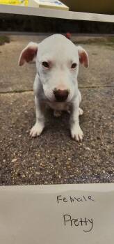 Pit Bull Terrier Dogs Available for Adoption in Biloxi, Mississippi - Pretty Bigfoot | PetCurious
