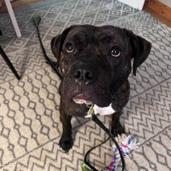 Rescue Pit Bull Terrier Dogs for Adoption in Chicago, Illinois - LoLo | PetCurious