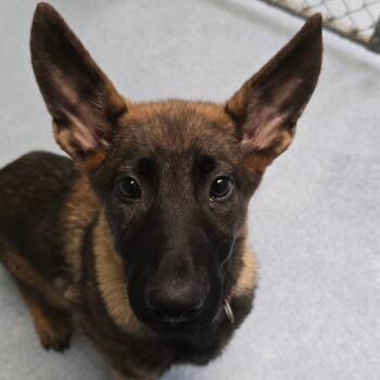 Belgian Shepherd Malinois Dogs Available for Adoption in East Hanover, New Jersey - Ziggy | PetCurious