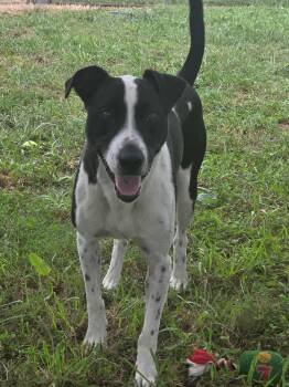 Moonpie -  Pit Bull Terrier Dog for Adoption in Taylorsville, Kentucky - Moonpie | PetCurious