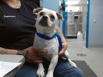 VANILLA -  Pug and Mixed Breed Dog for Adoption in Albuquerque, New Mexico - VANILLA | PetCurious