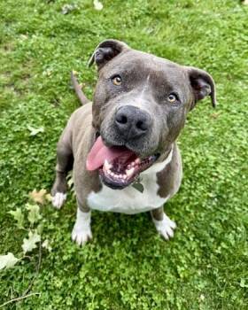Adonis -  American Staffordshire Terrier Dog for Adoption in Roseburg, Oregon - Adonis | PetCurious