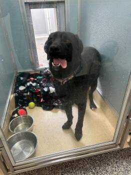 Labrador Retriever and Mixed Breed Dogs Available for Adoption - UConn | PetCurious