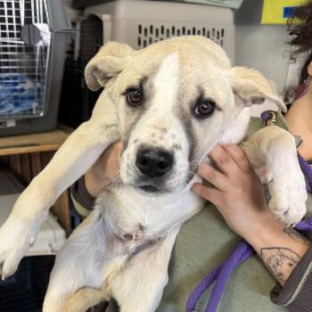 Mixed Breed Dogs Available for Adoption - Polka Dot | PetCurious