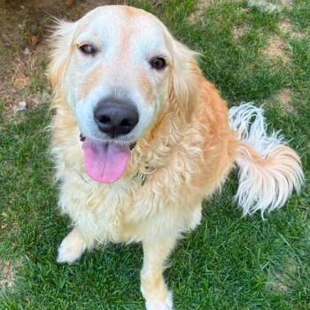 Abby -  Golden Retriever Dog for Adoption in Mooresville, Indiana - Abby | PetCurious