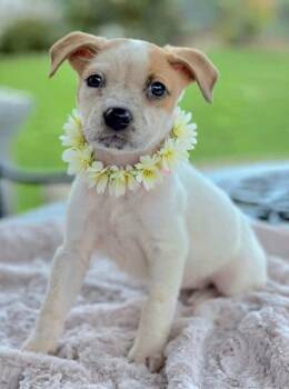McKay -  Australian Cattle Dog Blue Heeler and Pit Bull Terrier Dog for Adoption in Newport Beach, California - McKay | PetCurious