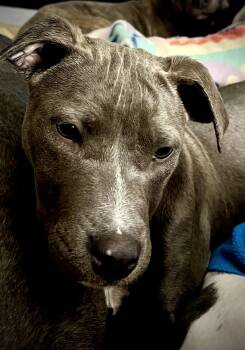 American Bully Dogs Available for Adoption - Delilah | PetCurious